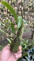 Bulbophyllum corolliferum Lacre 187396 - Orquidário Aparecida