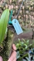 Bulbophyllum corolliferum Lacre 187396 - loja online
