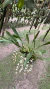 Coelogyne flaccida Lacre 0015985 na internet