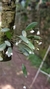Pabstiella mirabilis - comprar online
