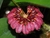 Bulbophyllum corolliferum Lacre 187396 - comprar online