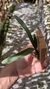 Oncidium raniferum - loja online