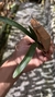 Oncidium raniferum