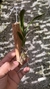 Oncidium raniferum na internet