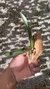 Oncidium raniferum - Orquidário Aparecida