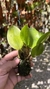 Zootrophion dayanum var xanthinum Lacre 19533 (Corte Adulto) - loja online