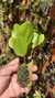 Zootrophion dayanum var xanthinum Lacre 19533 (Corte Adulto)