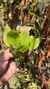 Zootrophion dayanum var xanthinum Lacre 19533 (Corte Adulto) - Orquidário Aparecida