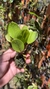 Zootrophion dayanum var xanthinum Lacre 19533 (Corte Adulto) - Orquidário Aparecida