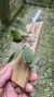 Acianthera crinita Lacre 0000945 - comprar online