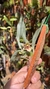 Promenaea rollissonii Lacre 31693 - loja online