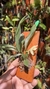 Promenaea rollissonii Lacre 31693 - Orquidário Aparecida