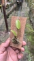 Acianthera luteola na internet