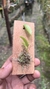 Acianthera luteola - comprar online