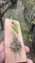 Acianthera luteola