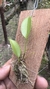 Acianthera luteola na internet