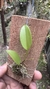 Acianthera luteola - Orquidário Aparecida