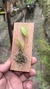 Imagem do Acianthera luteola