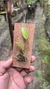 Acianthera luteola - comprar online
