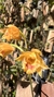 Bifrenaria stefanae Lacre 19540 - comprar online