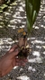 Imagem do Bifrenaria stefanae Lacre 19540