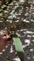 Bifrenaria stefanae Lacre 19540