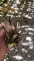 Bifrenaria stefanae Lacre 19540 na internet