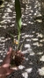 Bifrenaria stefanae Lacre 19540 - loja online