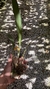 Bifrenaria stefanae Lacre 19540 - Orquidário Aparecida