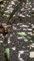 Bifrenaria stefanae Lacre 19540 - loja online