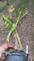 Imagem do Dendrobium fimbriatum var. osculatum Lacre 0000041