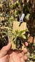 Dryadella litoralis Lacre 19537 - loja online
