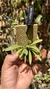 Dryadella litoralis Lacre 19537