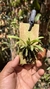 Dryadella litoralis Lacre 19537 - comprar online