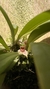 Dryadella litoralis Lacre 19537 - comprar online