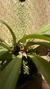Dryadella litoralis Lacre 19537 - loja online