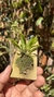 Dryadella litoralis Lacre 19537 - Orquidário Aparecida