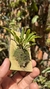Dryadella litoralis Lacre 19537