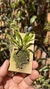 Dryadella litoralis Lacre 19537 - comprar online