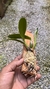 cattleya luteola x laelia dayana - loja online