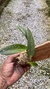 cattleya luteola x laelia dayana - comprar online