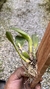 Imagem do cattleya luteola x laelia dayana