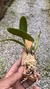 cattleya luteola x laelia dayana na internet