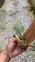 cattleya luteola x laelia dayana - loja online