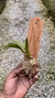 cattleya luteola x laelia dayana na internet