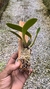 cattleya luteola x laelia dayana - Orquidário Aparecida