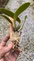 Imagem do cattleya luteola x laelia dayana