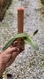 cattleya luteola x laelia dayana