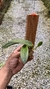 cattleya luteola x laelia dayana - comprar online