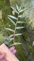 Dendrobium rhodostoma